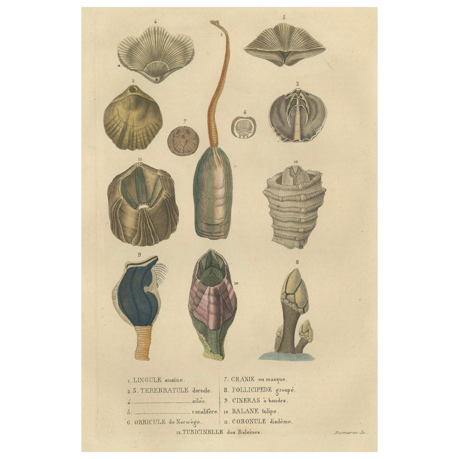 Marine Curiosities: An Assortment of Shells and Sea Life, 1845 For Sale