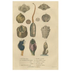 curiosités marines : un assortiment de coquillages et d'éléments marins, 1845