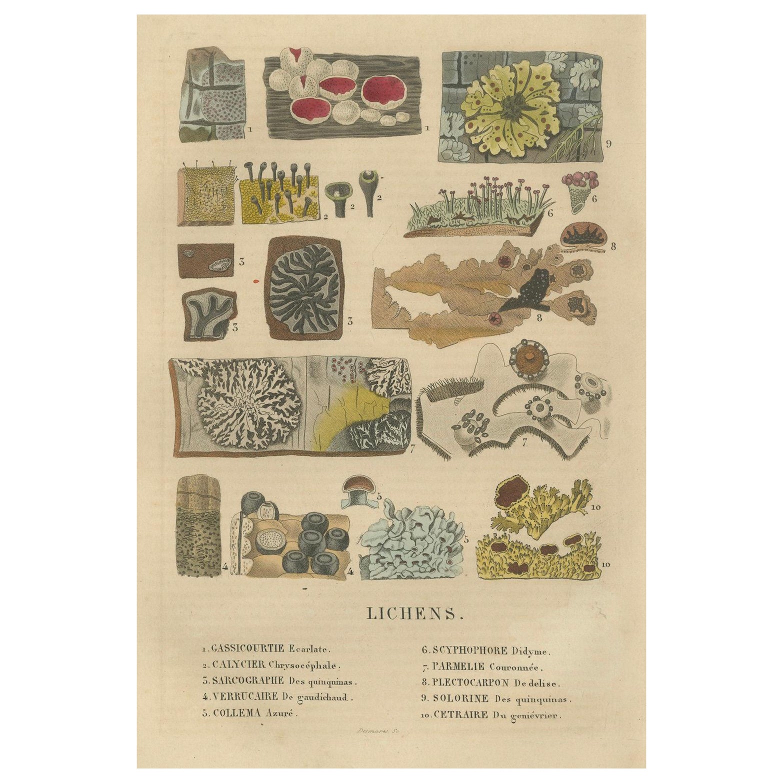 Lichen Varieties: A Collection of Symbiotic Elegance Engraved and Colored, 1845 For Sale