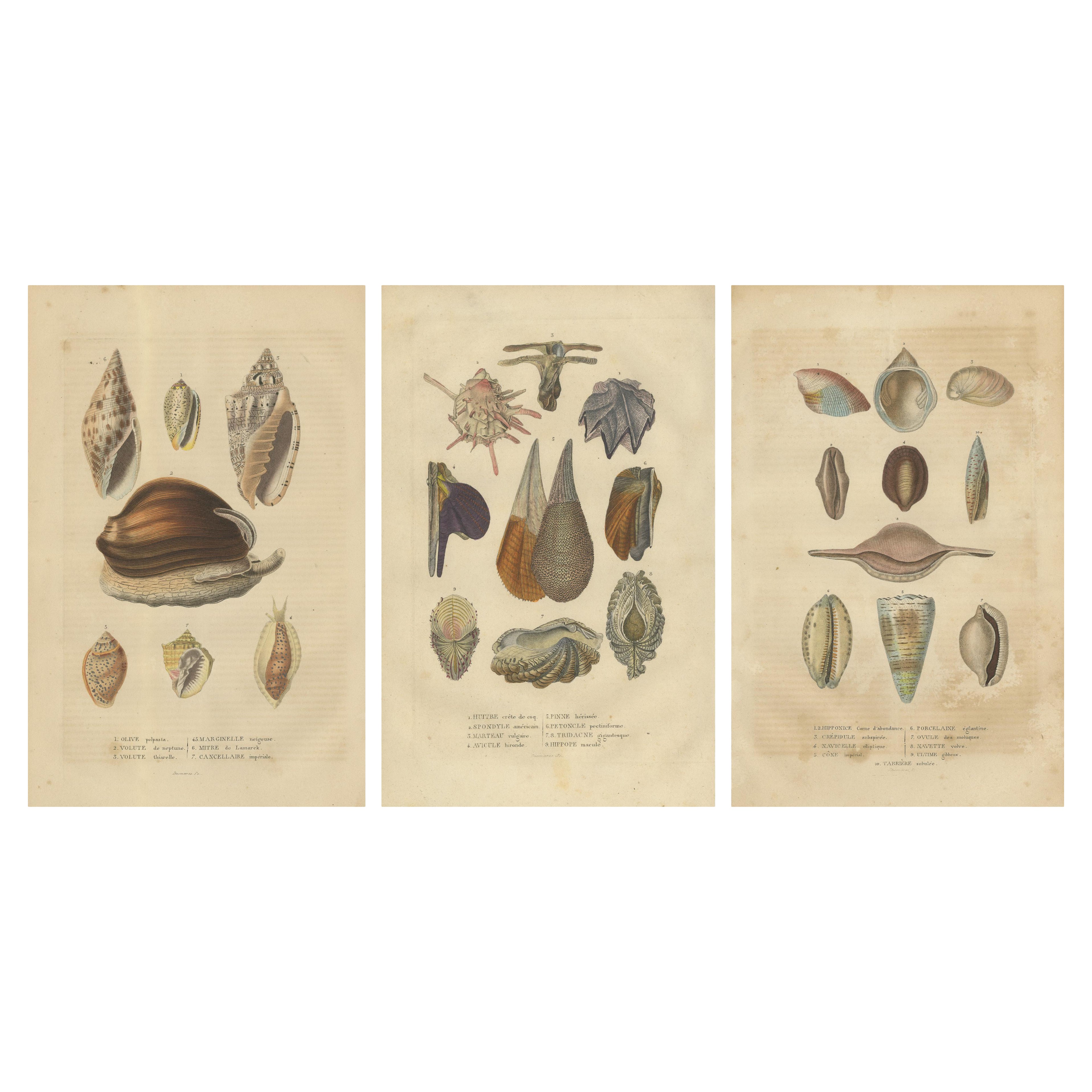 Marine Elegance: A 19th Century Mosaic of Mollusk Diversity, 1845 For Sale