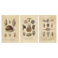 Marine Elegance: A 19th Century Mosaic of Mollusk Diversity, 1845