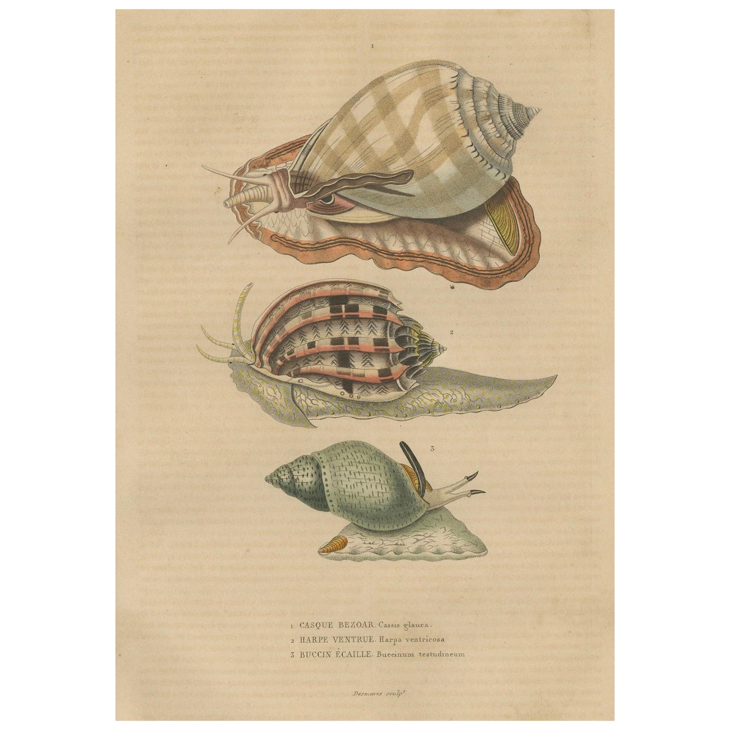 pirals of the Sea: Artistic Renderings of 19th Century Gastropods, 1845 For Sale