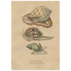Piralen des Meeres: künstlerische Renderings of 19th Century Gastropods, 1845