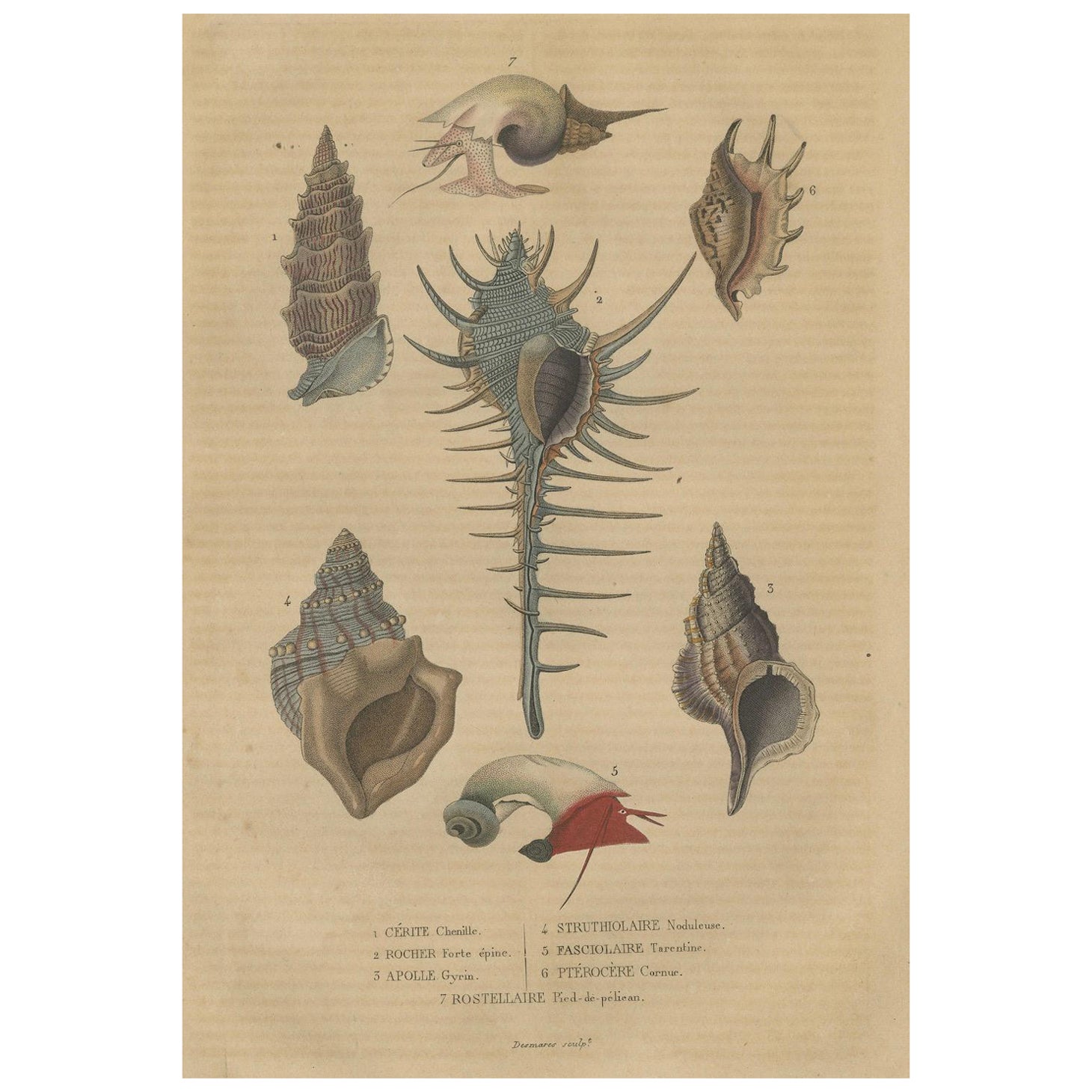 Aquatic Elegance: A 19th Century Portfolio of Marine Gastropods, 1845 For Sale
