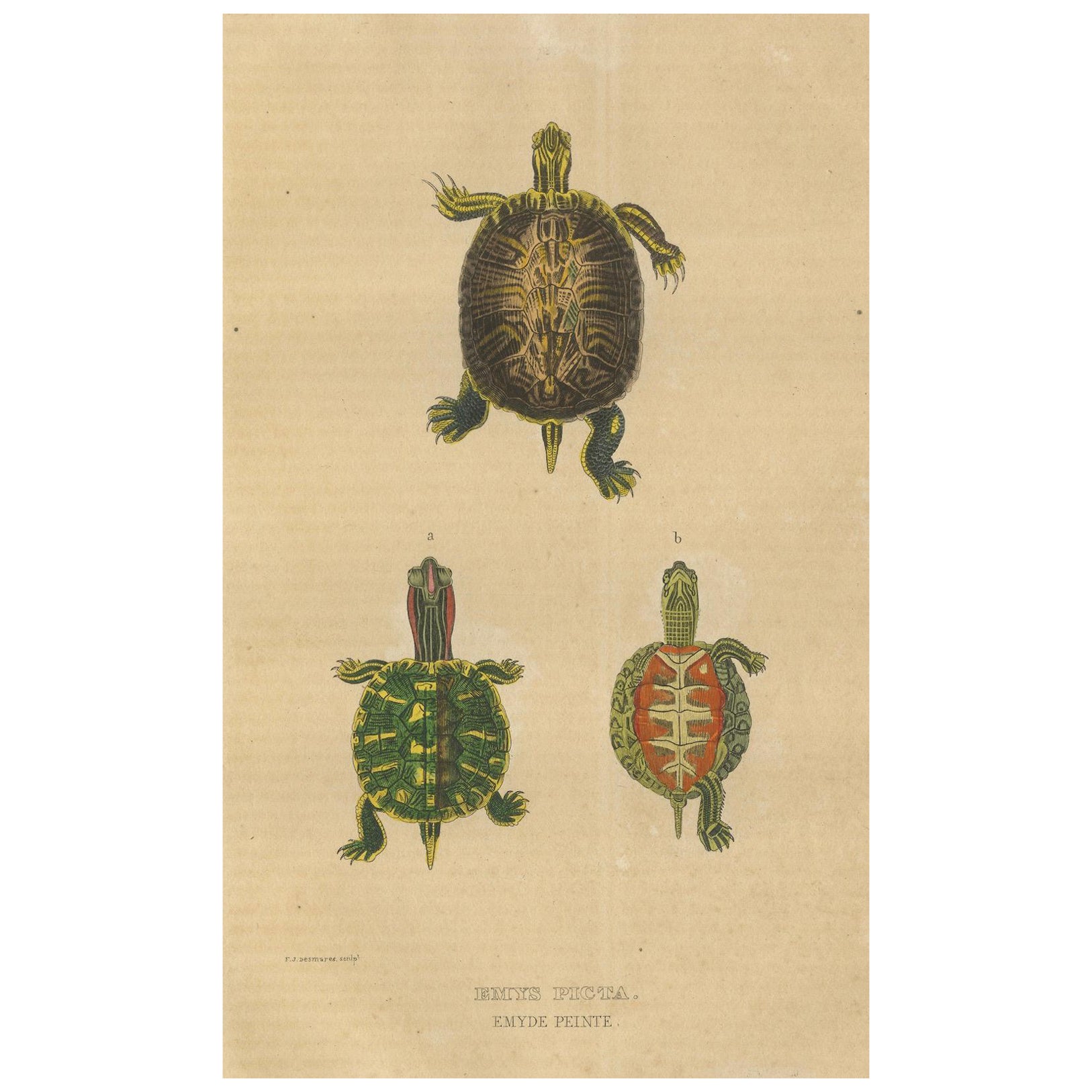 Diversity in Carapace: A Study of Turtle Patterns and Colors, 1845 For Sale