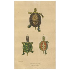 Antique Diversity in Carapace: A Study of Turtle Patterns and Colors, 1845