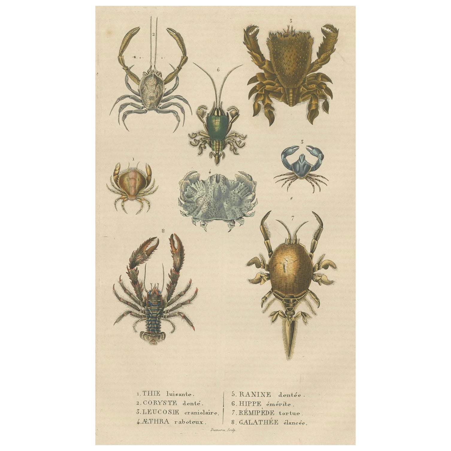 Crustacean Varieties in Drapiez's Natural Sciences Dictionary, 1845 For Sale