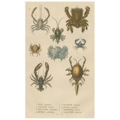 Antique Crustacean Varieties in Drapiez's Natural Sciences Dictionary, 1845