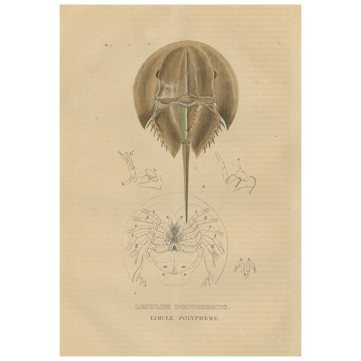 Anatomy of the Atlantic Horseshoe Crab, A Hand-Colored Engraving of 1845 For Sale