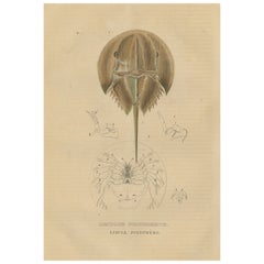 Antique Anatomy of the Atlantic Horseshoe Crab, A Hand-Colored Engraving of 1845