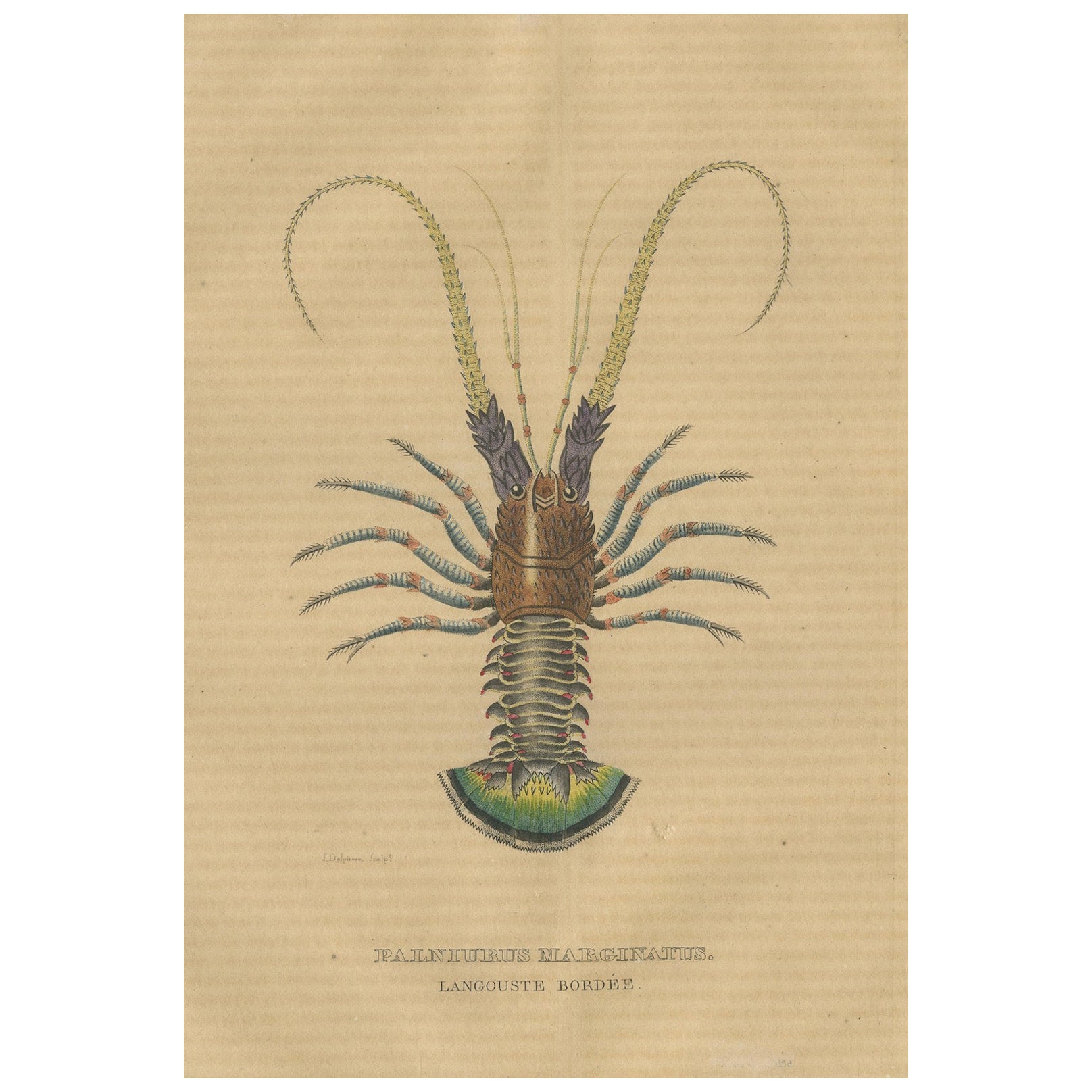 Illustration of the Spiny Lobster, 1845 For Sale