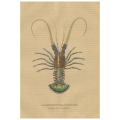 Antique Illustration of the Spiny Lobster, 1845