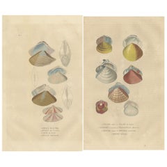 Antique Illustrated Bivalve Shells from 'Dictionnaire Classique des Sciences Naturelles'