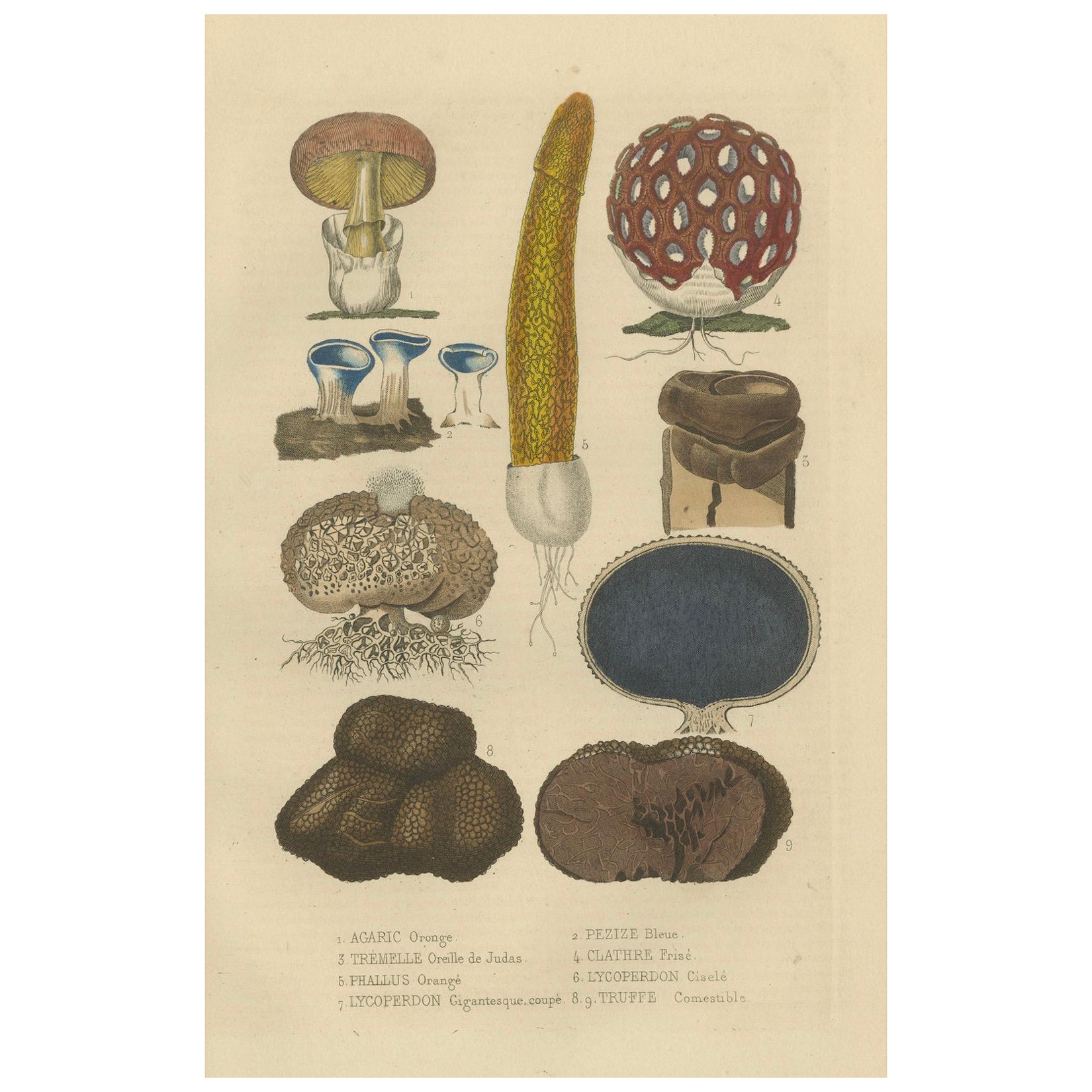 Illustrated Fungi from 'Dictionnaire Classique des Sciences Naturelles, 1845 For Sale