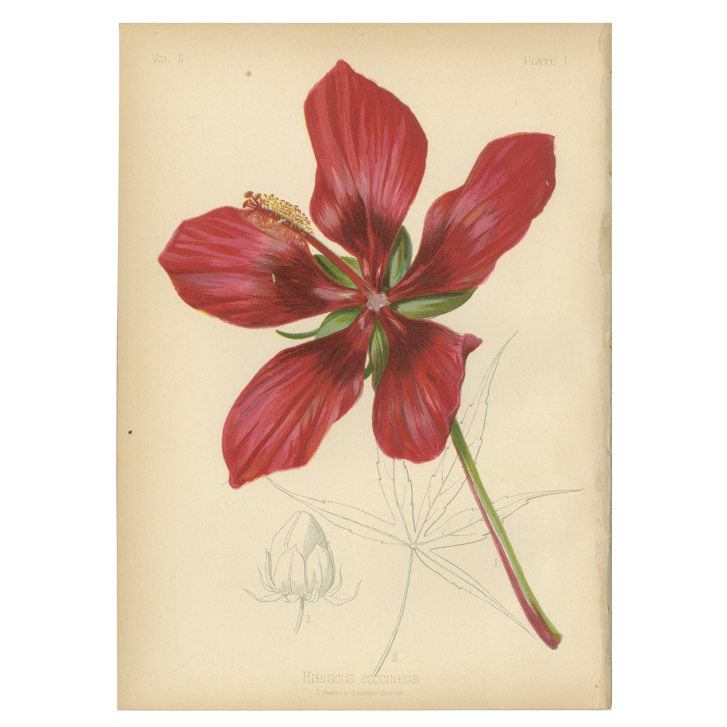 Scarlet Rosemallow from The Native Flowers and Ferns of the United States, 1879 For Sale