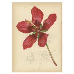 Antique Scarlet Rosemallow from The Native Flowers and Ferns of the United States, 1879