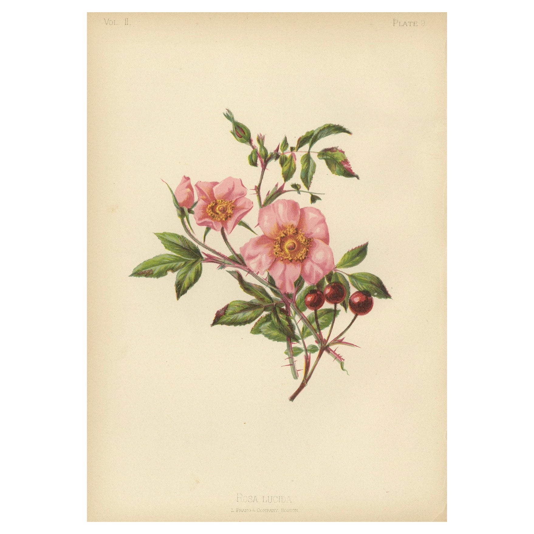 Rosa Lucida: Glänzende Rose von 1879 im Angebot