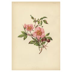 Rosa Lucida : la rose brillante de 1879
