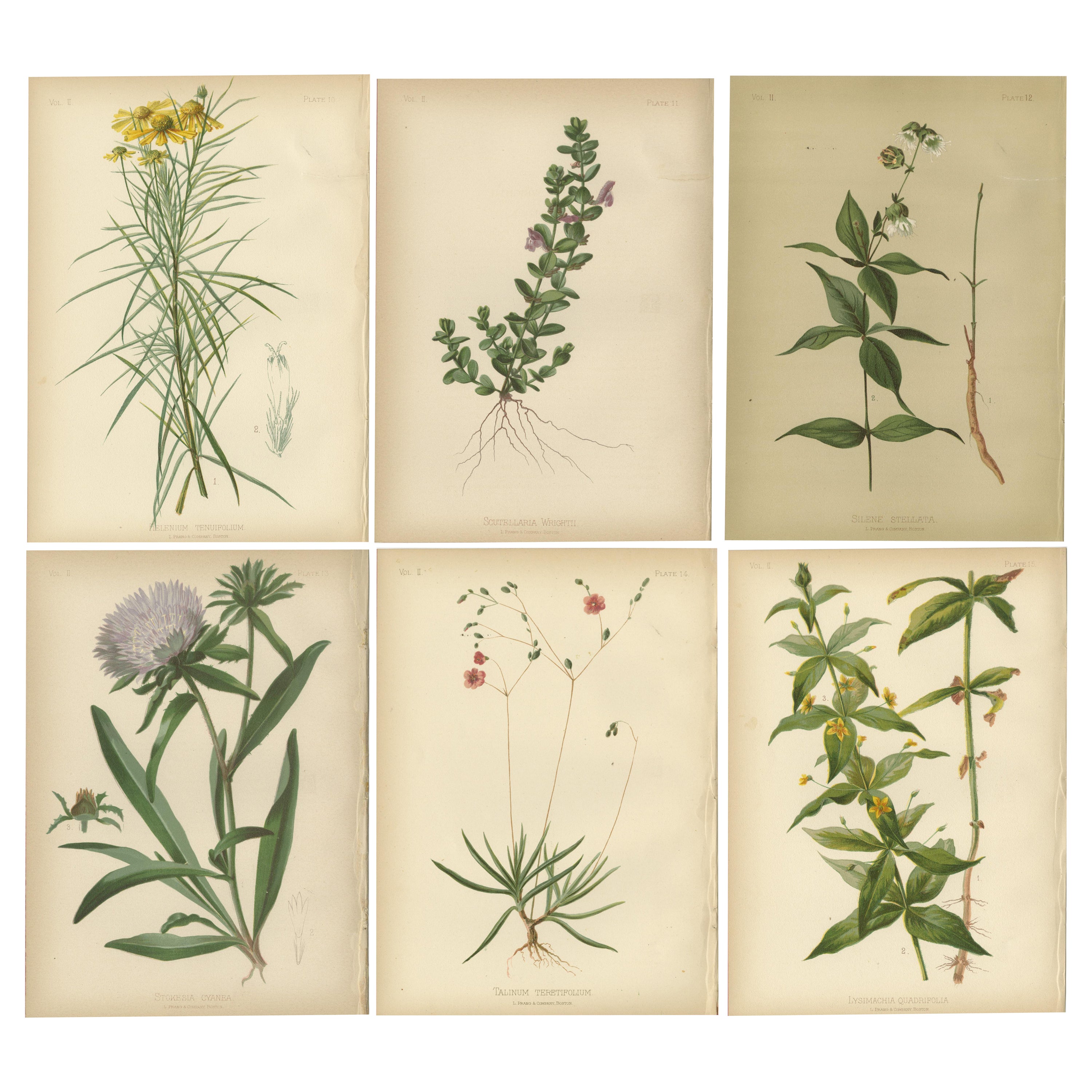 Floral Array: Botanical Chromolithographs of 1879 For Sale