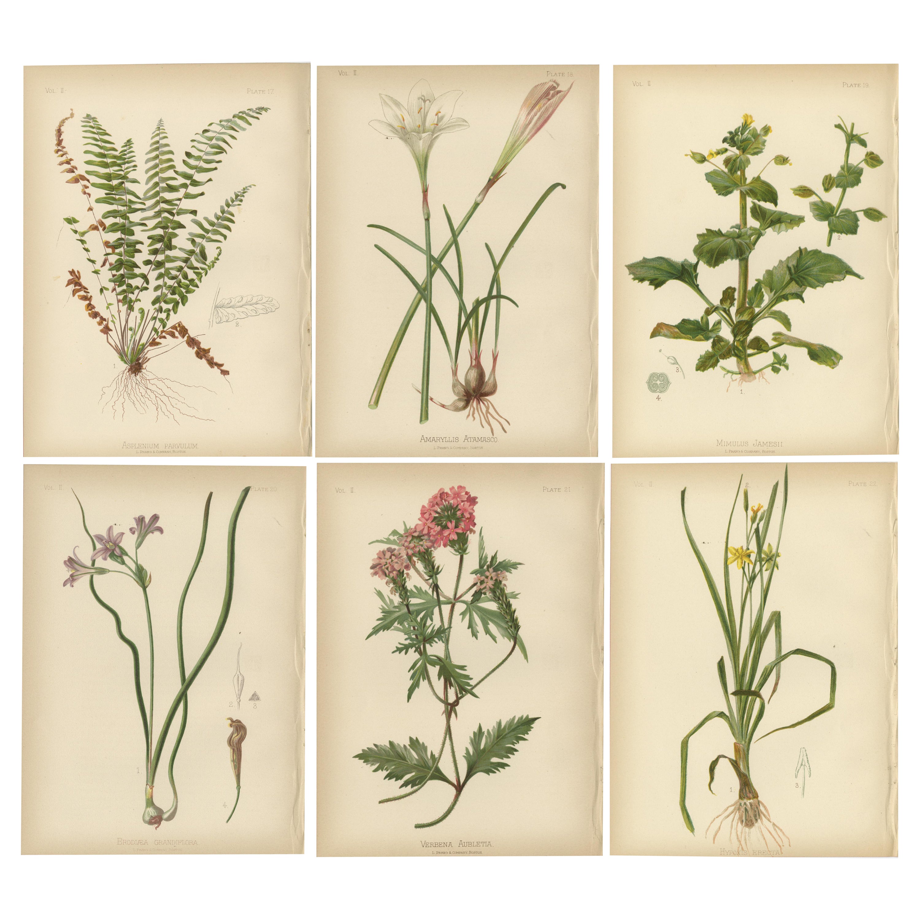 Verdant Vintage: A Collection of 1879 Botanical Illustrations