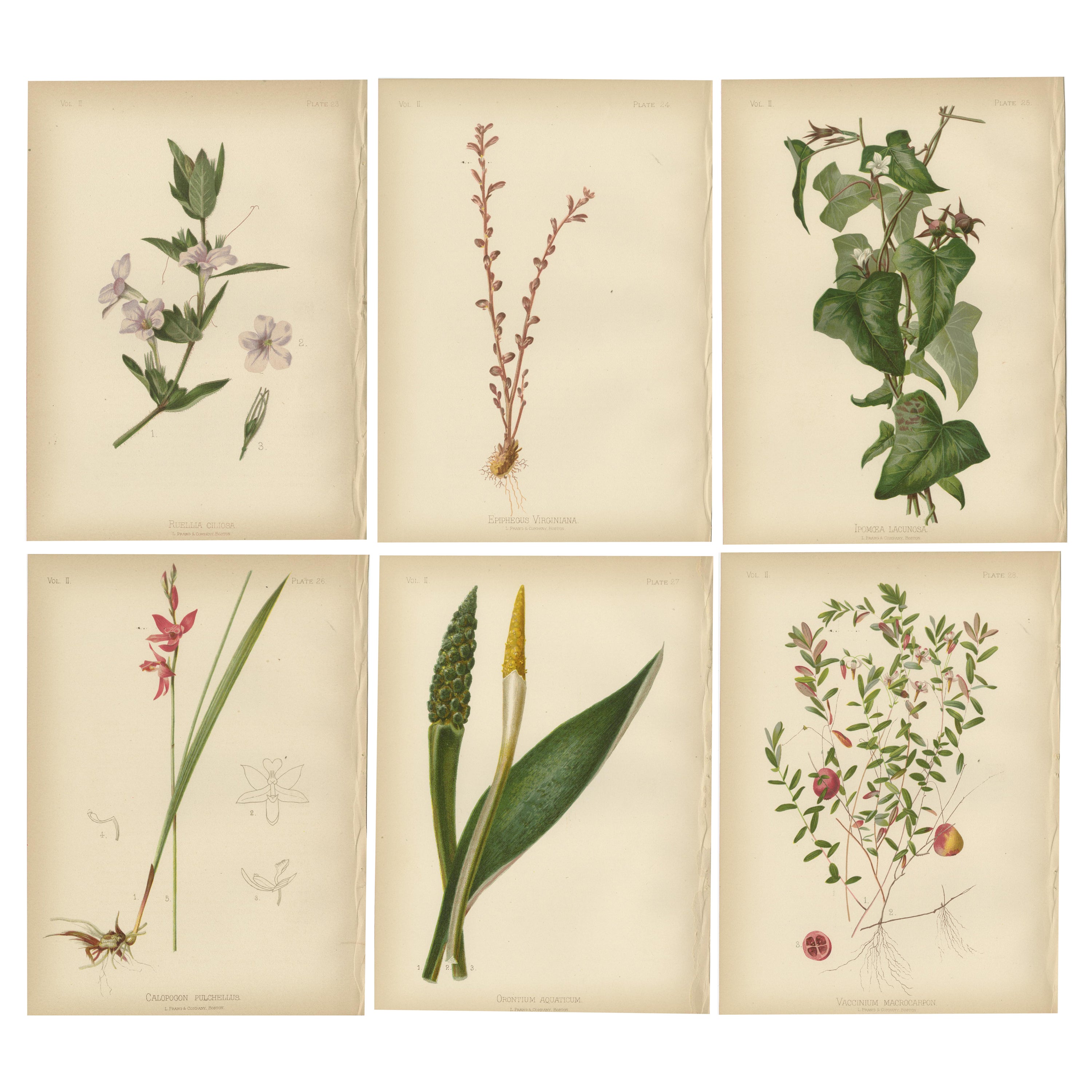 Botanical Elegance: Flora of 19th Century America, 1879 For Sale
