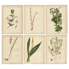 Antique Botanical Elegance: Flora of 19th Century America, 1879