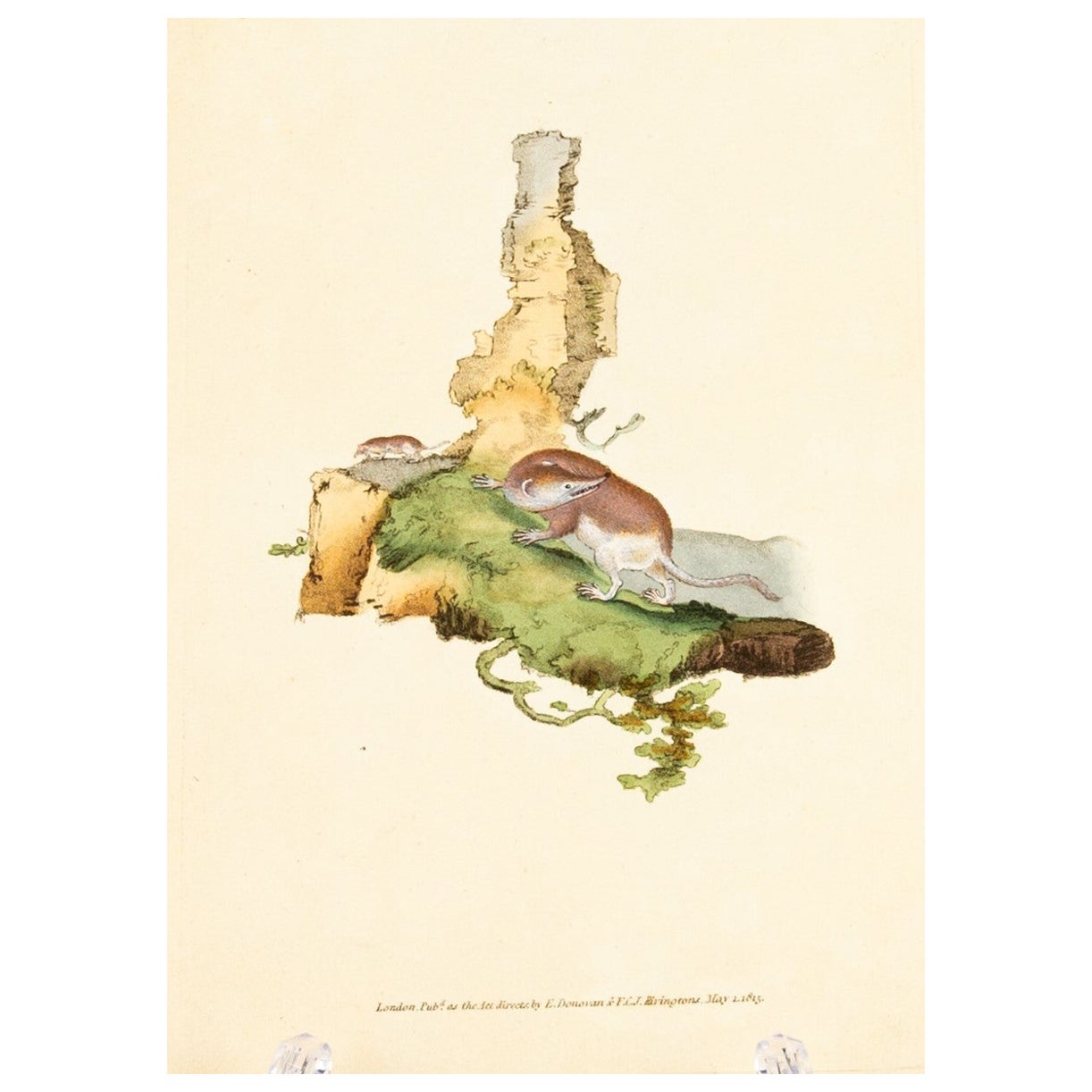 Handkolorierte Kupferplatte E. Donovan & F.C. & J. Rivington Mai 1815 Gravur