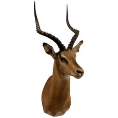 Mid-Century 1960's African Impala Taxidermy Head and Shoulder Wall Mount