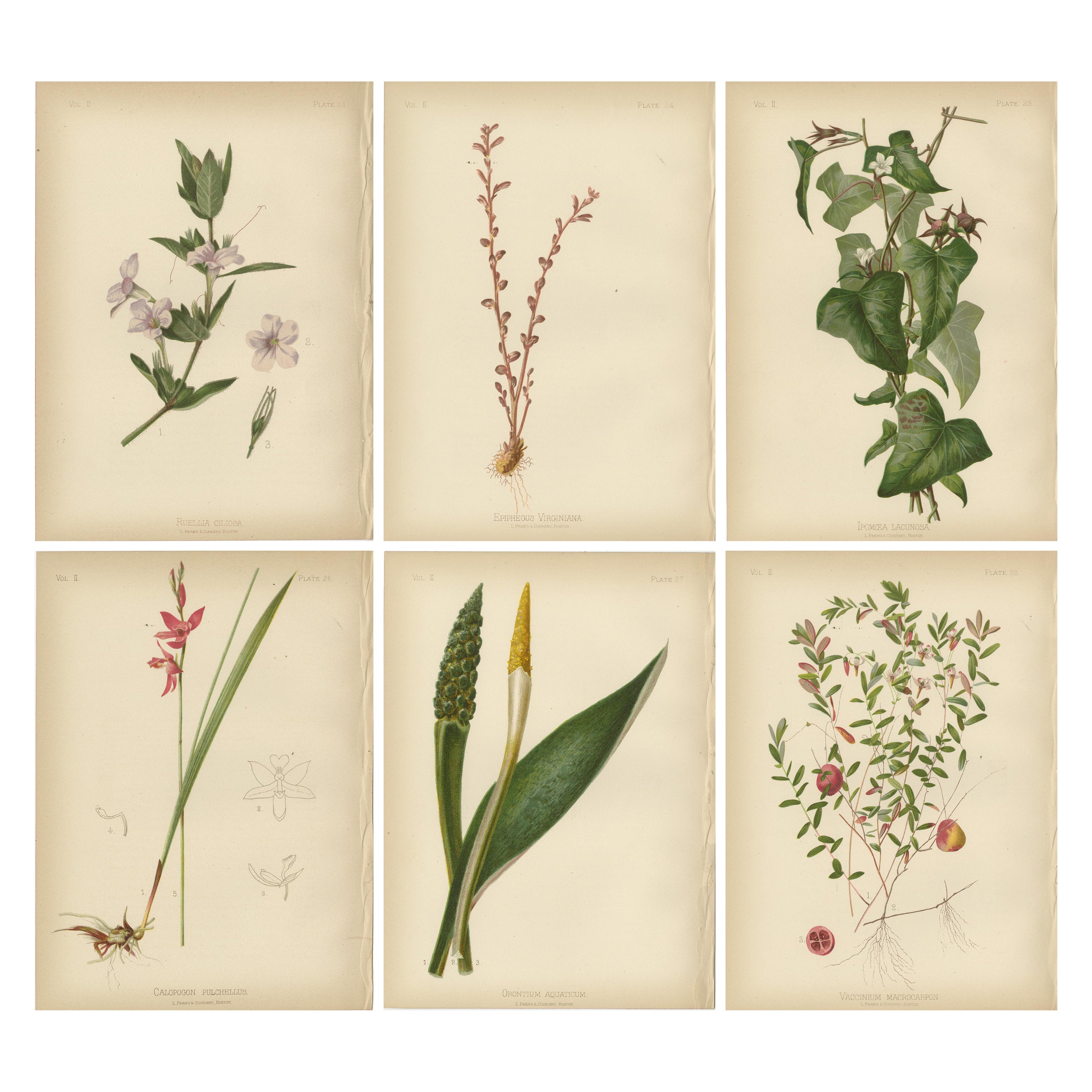 Botanische Eleganz: Ein florales Mosaik aus dem 19. Jahrhundert, 1879 im Angebot