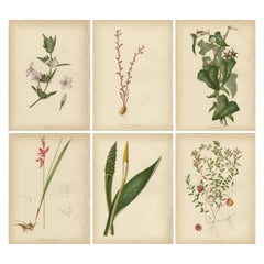Elegance botanique : Mosaïque florale du XIXe siècle, 1879