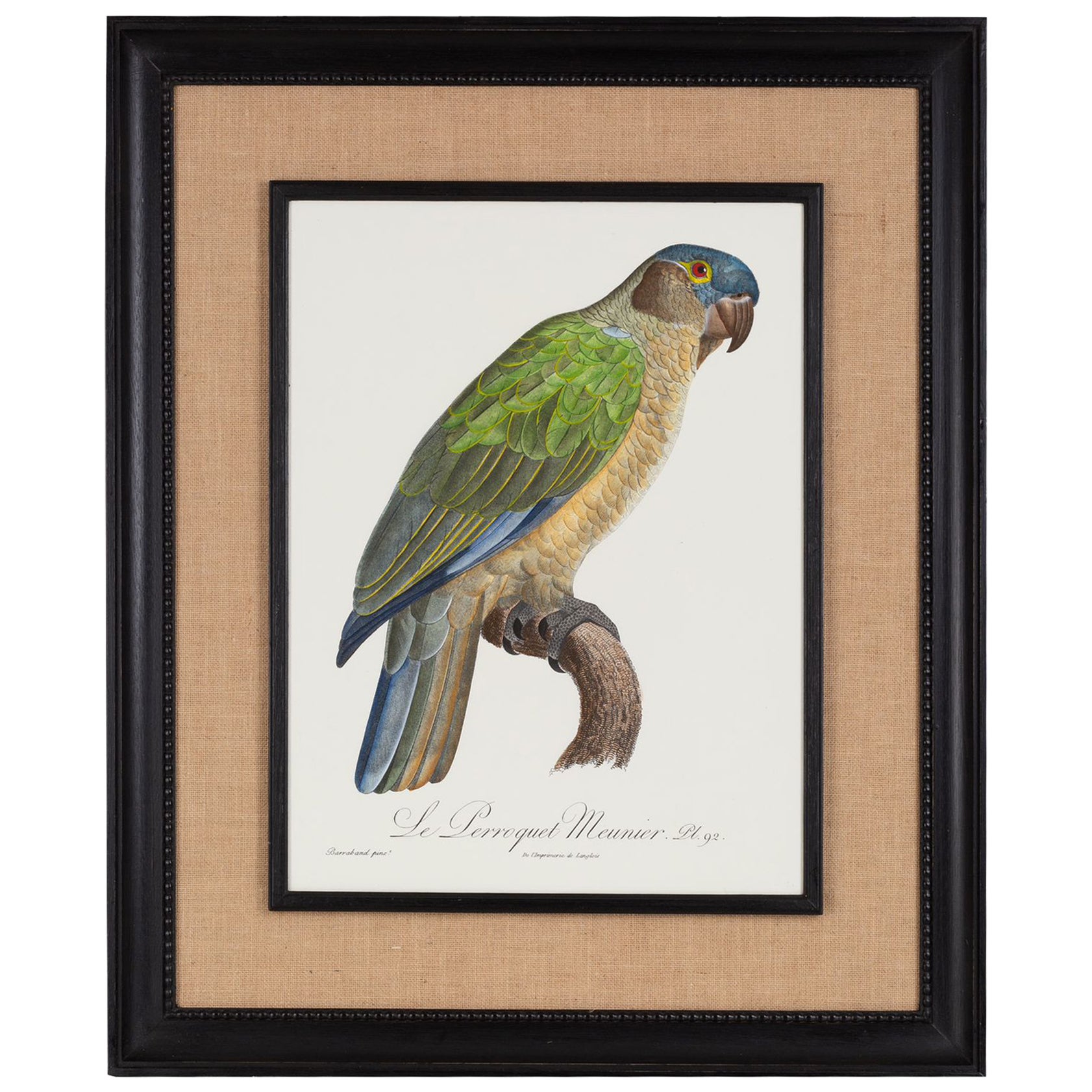 Italian Contemporary HandColored Print "Le Parroquet" Wood and Jute Frame 1 of 2 For Sale