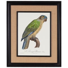 Italian Contemporary HandColored Print "Le Parroquet" Wood and Jute Frame 1 of 2