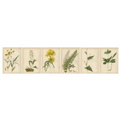 Antique Botanical Elegance: A Chromolithographic Tribute, 1879