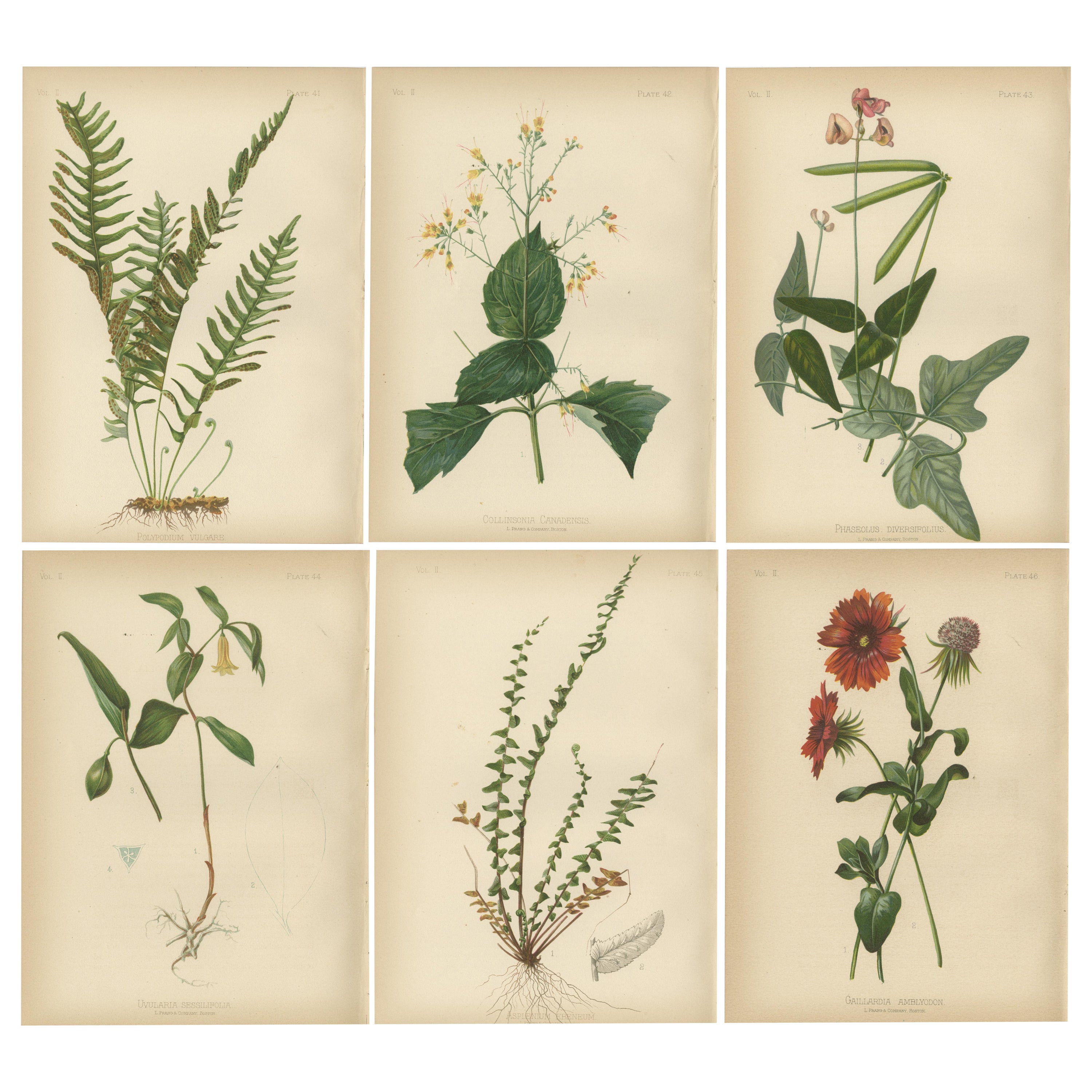 Botanical Elegance: A Vintage Collection of American Flora, 1879