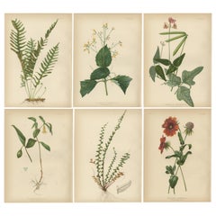 Botanical Elegance: A Antique Collection of American Flora, 1879