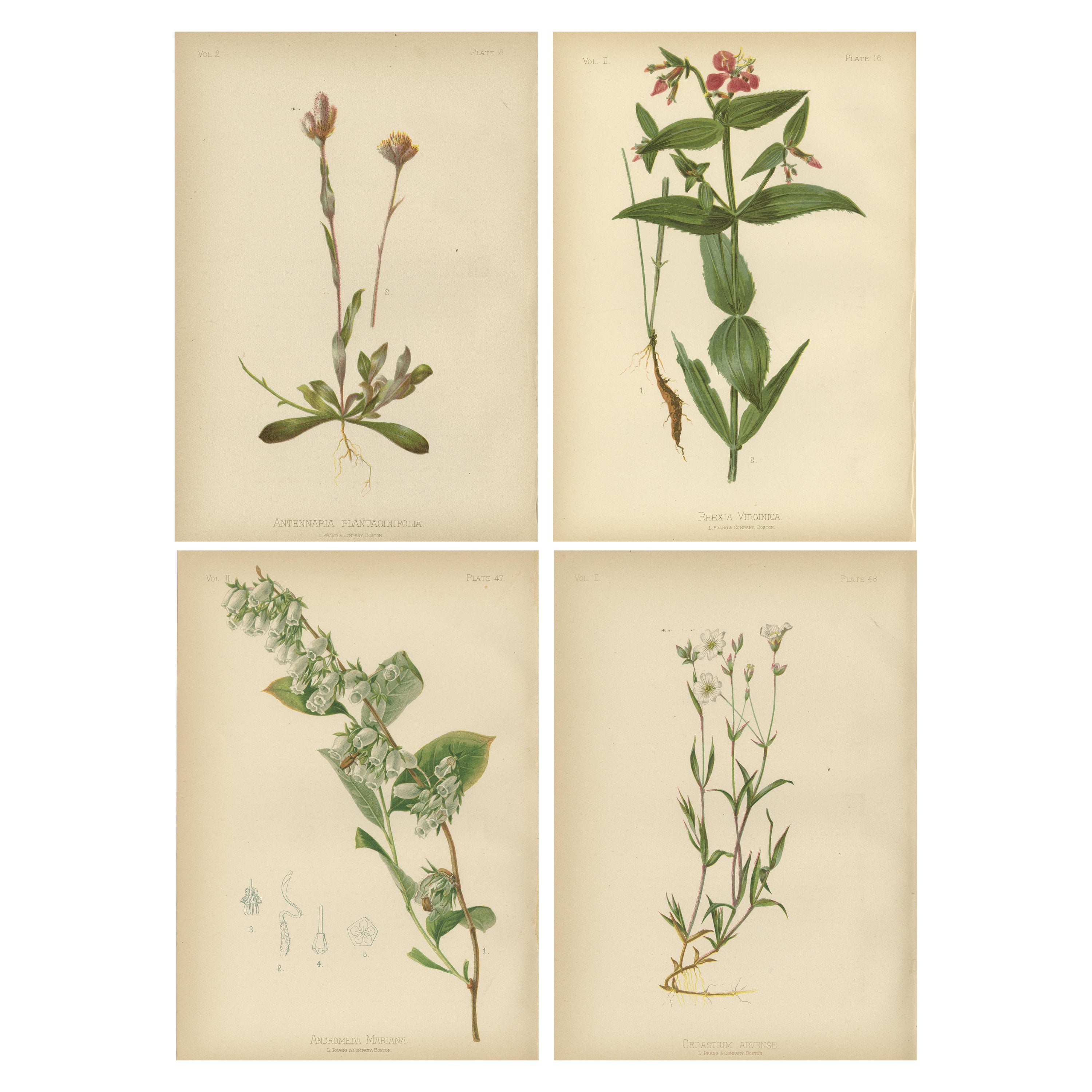 Leuchtende botanische Illustration aus dem Jahr 1879: Einheimische Blumen und Früchte der USA im Angebot