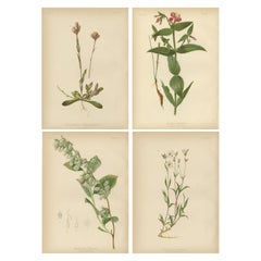 Illustration botanique vibrante de 1879 : Fleurs et fougères autochtones des États-Unis