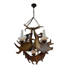 Retro Stately Fallow Deer Antler Five Light Chandelier, Great Scale and Patina