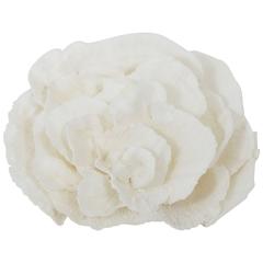 Merulina White Coral Sculpture or Centerpiece Merulina White Coral Sculpture or Centerpiece