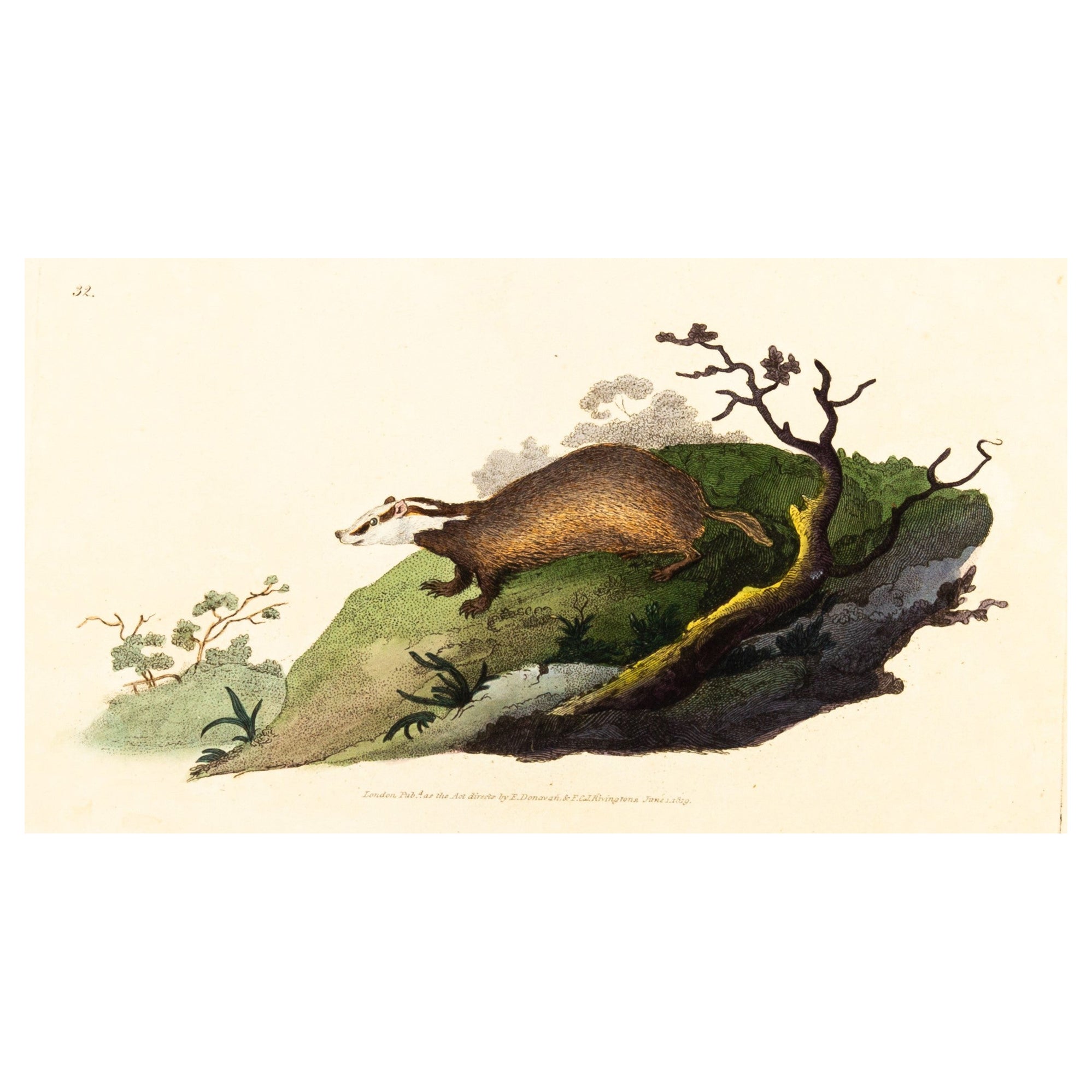 Handcoloured Copperplate E. Donovan & F.C. & J. Rivington June 1819 Engraving