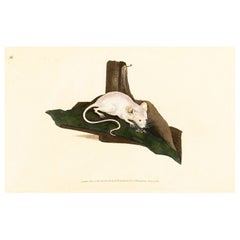 Handkolorierte Kupferplatte E. Donovan & F.C. & J. Rivington Juni 1819 Gravur