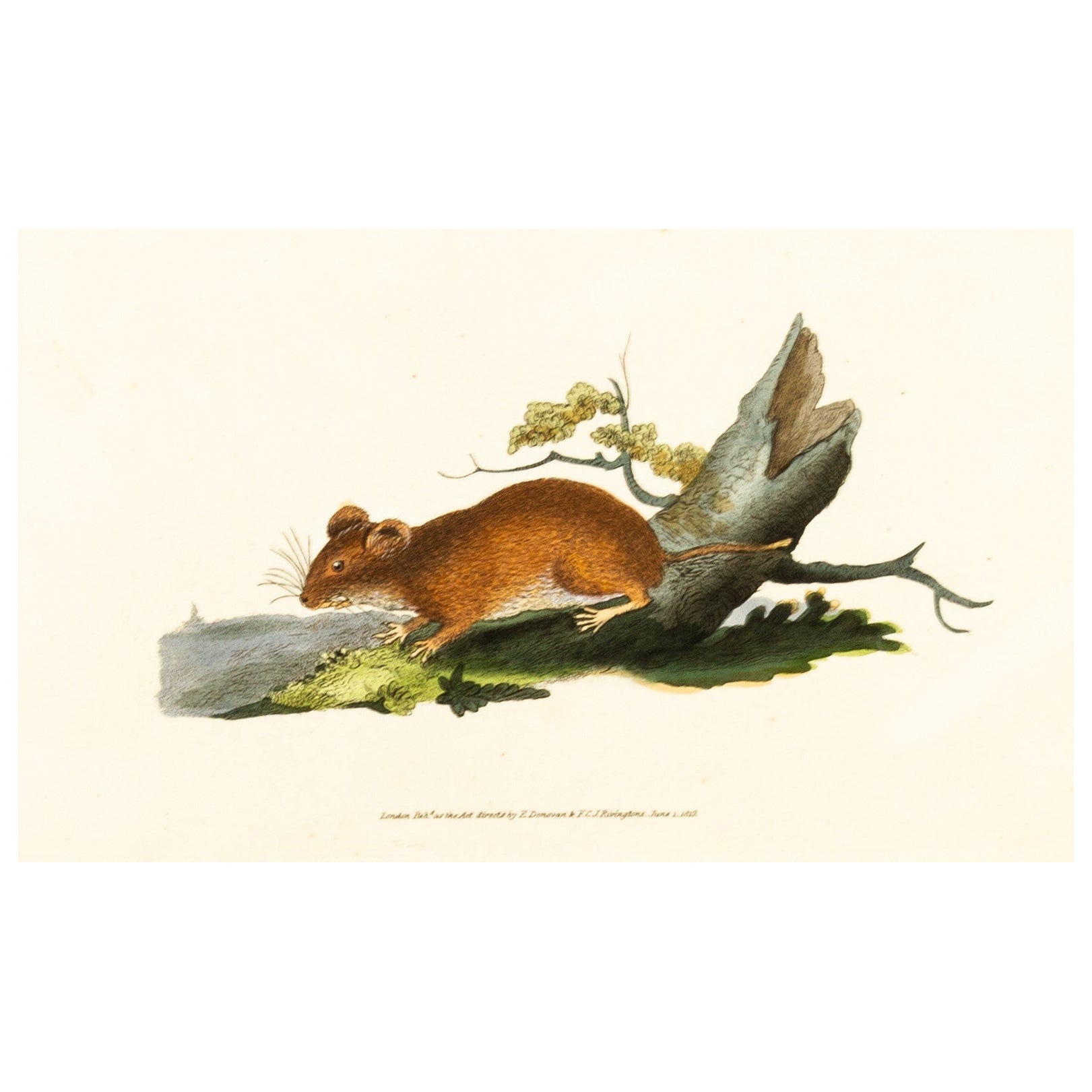 Handcoloured Copperplate E. Donovan & F.C. & J. Rivington June 1819 Engraving