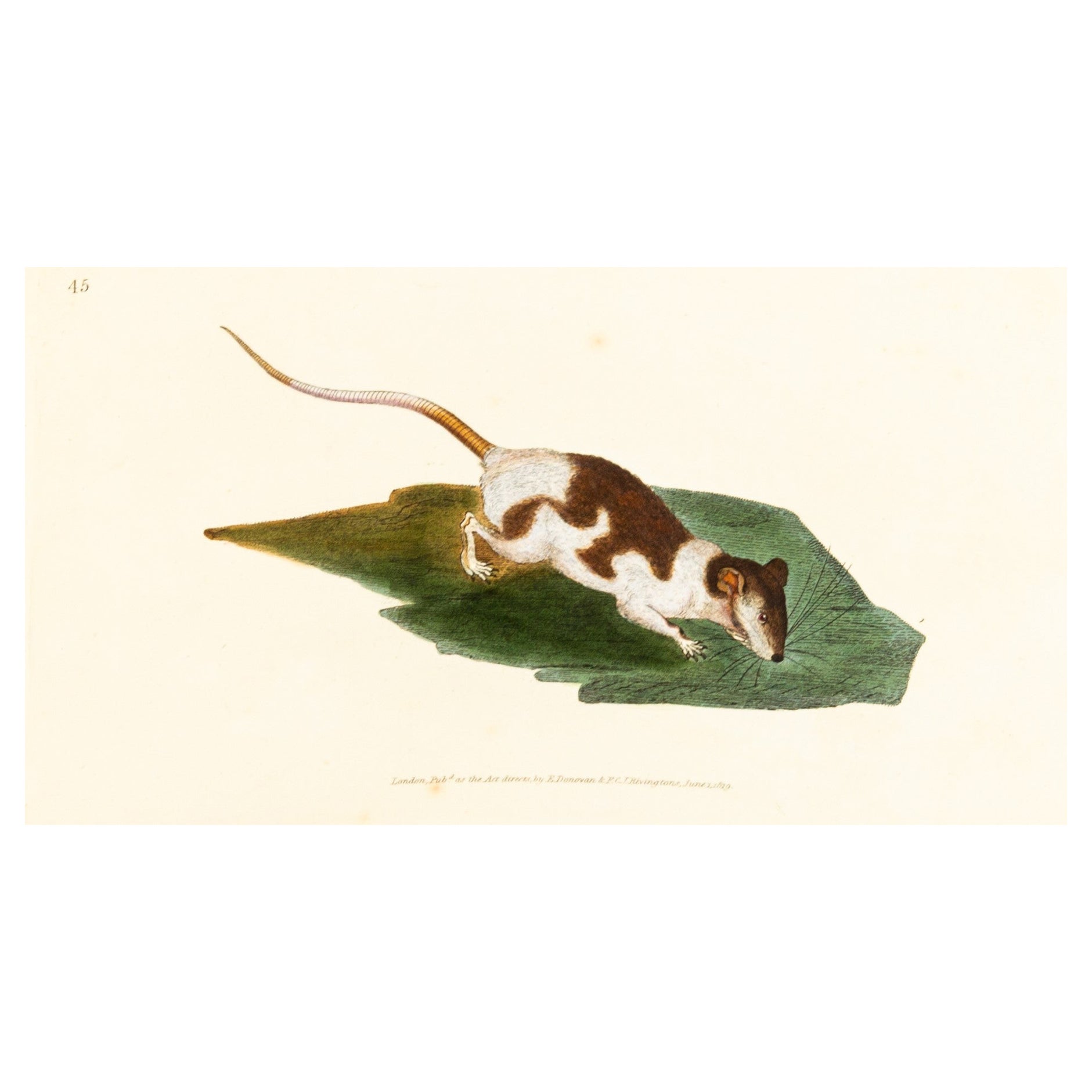Handcoloured Copperplate E. Donovan & F.C. & J. Rivington June 1819 Engraving For Sale