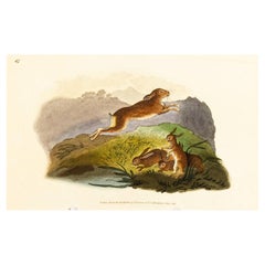 Handcoloured Copperplate E. Donovan & F.C. & J. Rivington June 1819 Engraving
