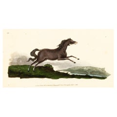Handkolorierte Kupferplatte E. Donovan & F.C. & J. Rivington Feb 1820 Gravur