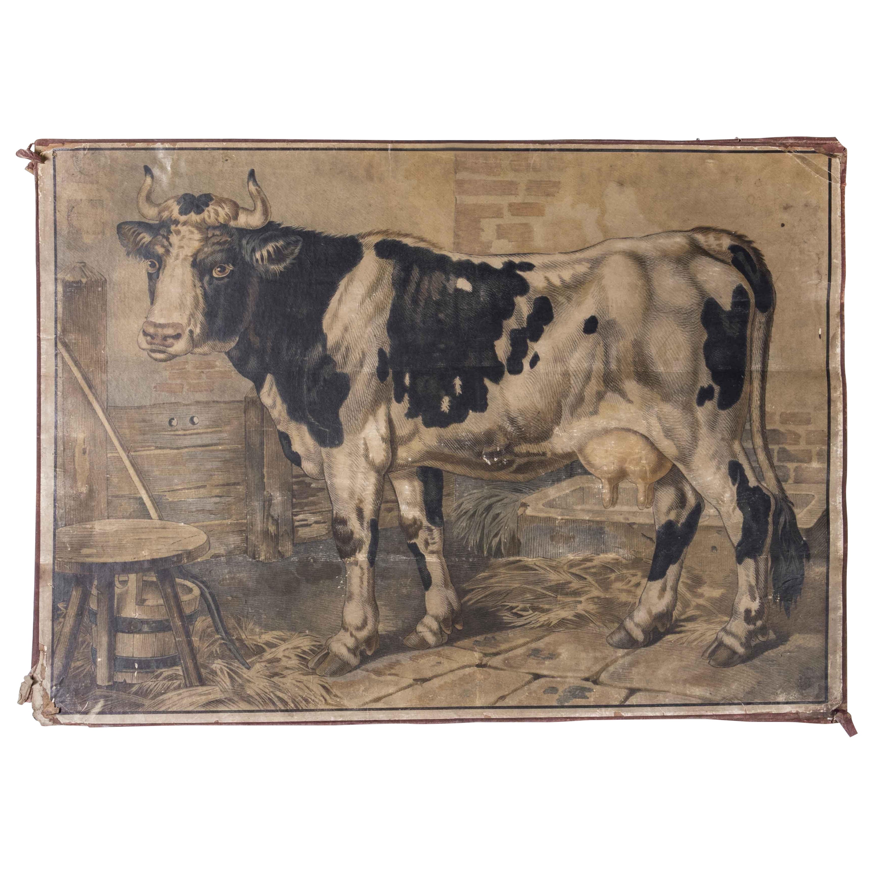 Early 20th Century Cow Educational Poster For Sale