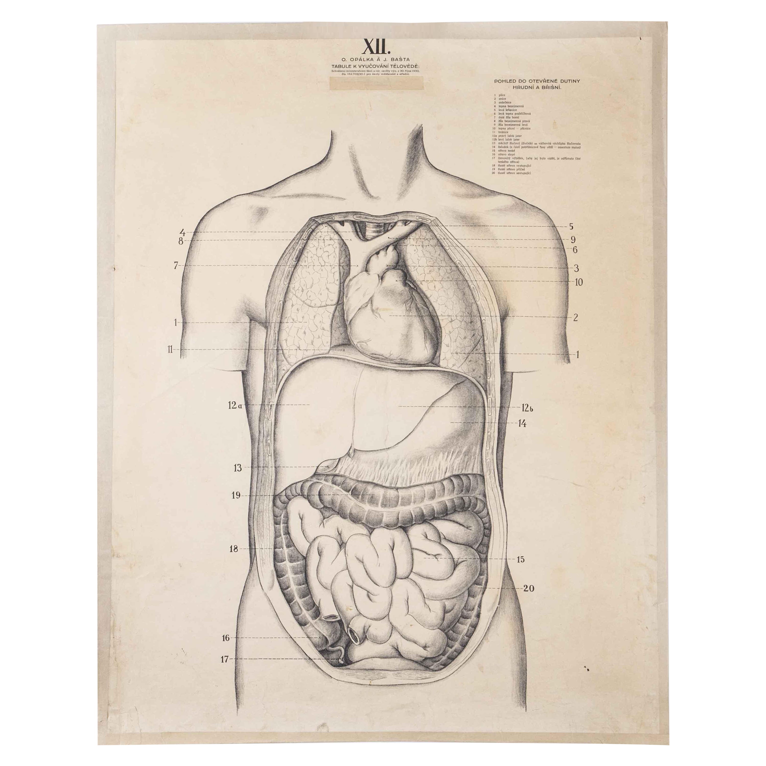 1930's Educational Poster - Human Anatomy Internal Organs For Sale