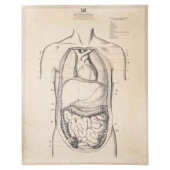 Vintage 1930's Educational Poster - Human Anatomy Internal Organs