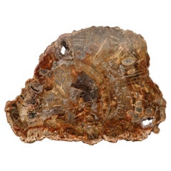 Petrified Wood Slab From Arizona // 16-1/2" Across // 225 Million Years Old