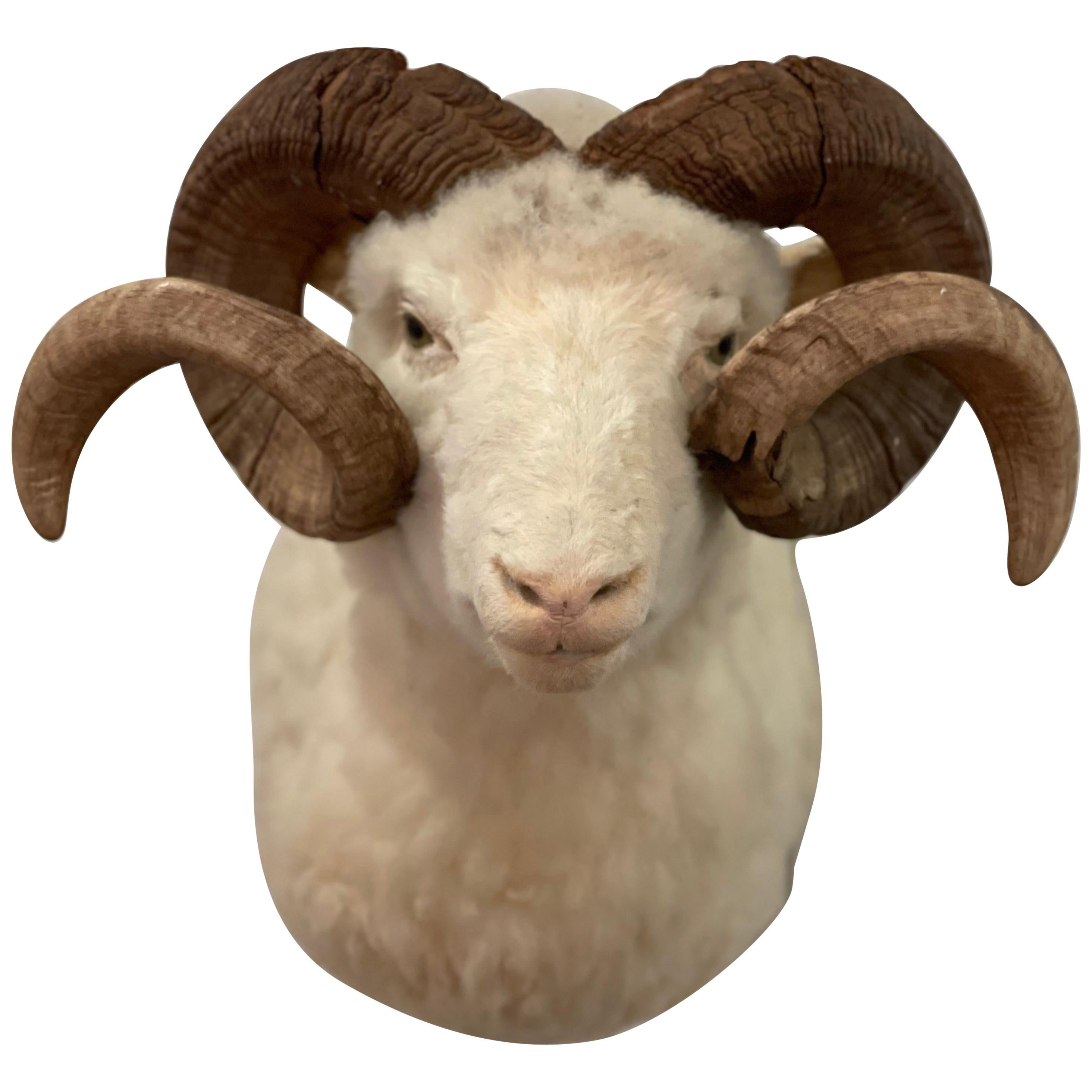 Mid-Century 1960's Ram Sheep Taxidermy Head and Shoulder Wall Mount